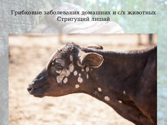 Грибковые заболевания домашних и с/х животных  Стригущий лишай 