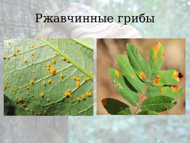 Ржавчинные грибы 
