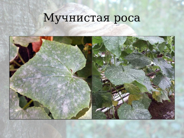 Мучнистая роса 