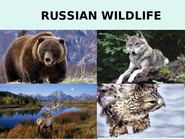 RUSSIAN WILDLIFE 