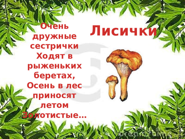 Лисички Очень дружные сестрички Ходят в рыженьких беретах, Осень в лес приносят летом Золотистые… 