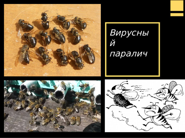 Вирусный паралич 