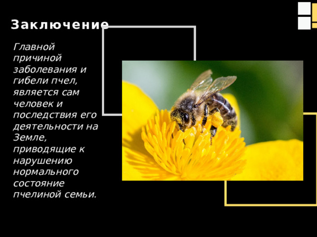 Заключение Главной причиной заболевания и гибели пчел, является сам человек и последствия его деятельности на Земле, приводящие к нарушению нормального состояние пчелиной семьи.  