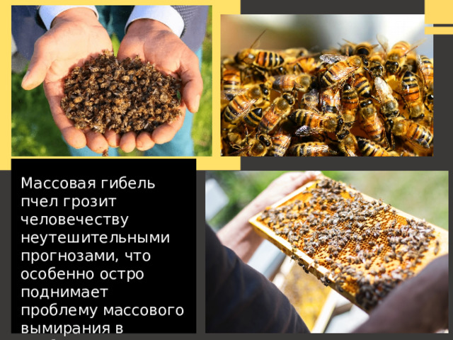 Массовая гибель пчел грозит человечеству неутешительными прогнозами, что особенно остро поднимает проблему массового вымирания в глобальных масштабах 