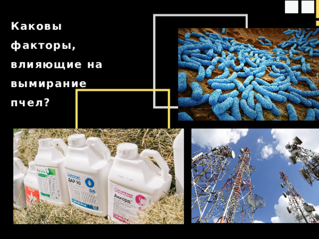 Каковы факторы, влияющие на вымирание пчел?  