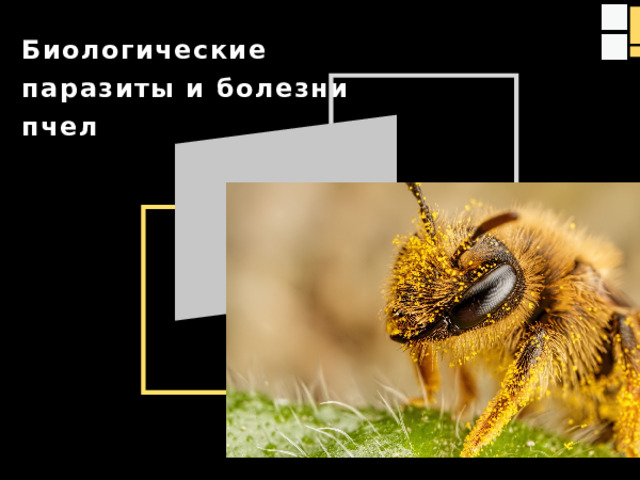 Биологические паразиты и болезни пчел  