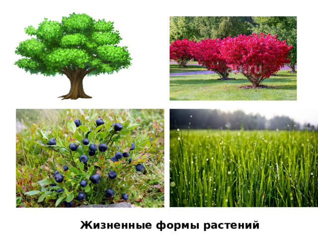 Жизненные формы растений 