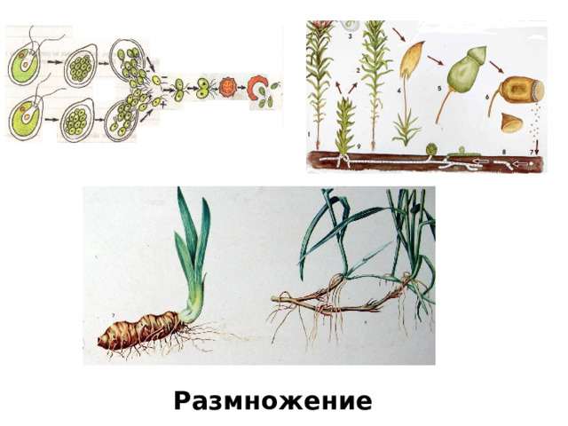 Размножение 