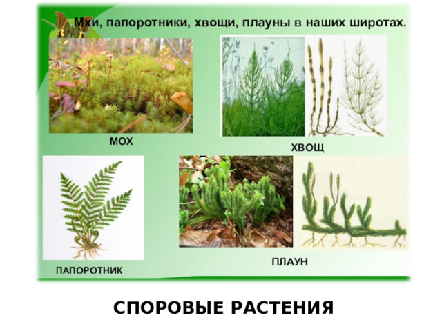 СПОРОВЫЕ РАСТЕНИЯ 