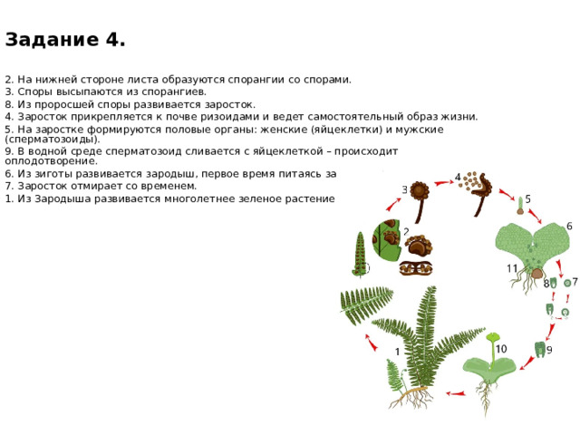  Задание 4.  2. На нижней стороне листа образуются спорангии со спорами. 3. Споры высыпаются из спорангиев. 8. Из проросшей споры развивается заросток. 4. Заросток прикрепляется к почве ризоидами и ведет самостоятельный образ жизни. 5. На заростке формируются половые органы: женские (яйцеклетки) и мужские (сперматозоиды). 9. В водной среде сперматозоид сливается с яйцеклеткой – происходит оплодотворение. 6. Из зиготы развивается зародыш, первое время питаясь за счет заростка. 7. Заросток отмирает со временем. 1. Из Зародыша развивается многолетнее зеленое растение. 