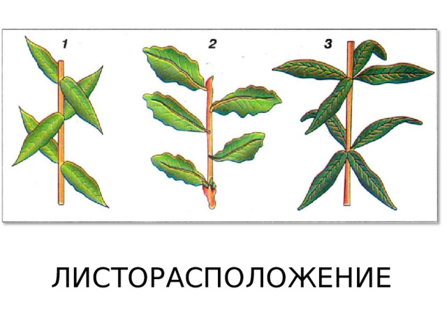 ЛИСТОРАСПОЛОЖЕНИЕ 