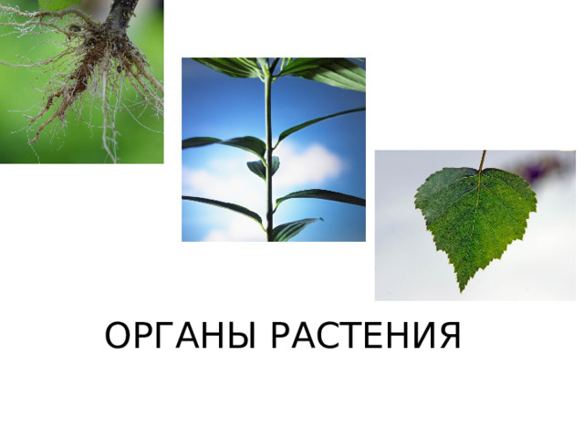 ОРГАНЫ РАСТЕНИЯ 