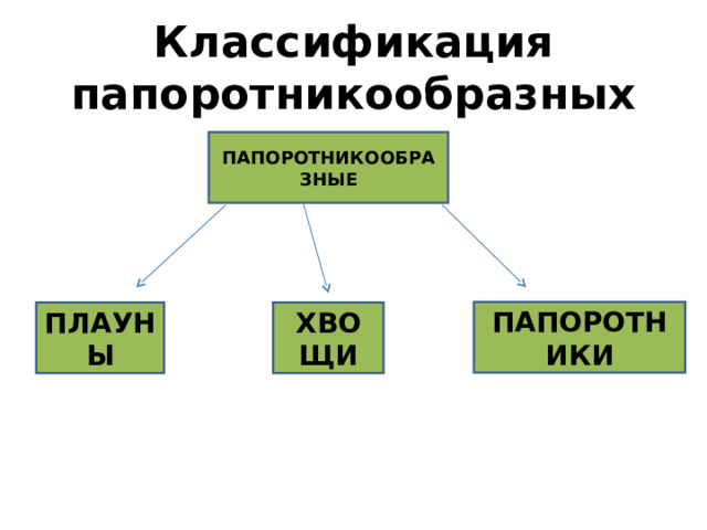 Классификация папоротникообразных ПАПОРОТНИКООБРАЗНЫЕ ПАПОРОТНИКИ ПЛАУНЫ ХВОЩИ 