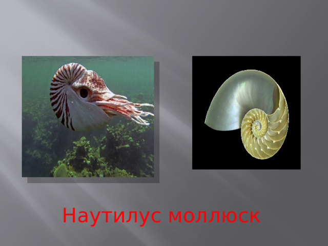 Наутилус моллюск 