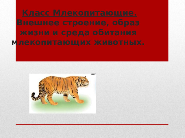  Класс Млекопитающие. Внешнее строение, образ жизни и среда обитания млекопитающих животных. 