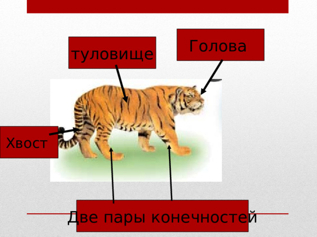 Голова туловище Хвост Две пары конечностей 