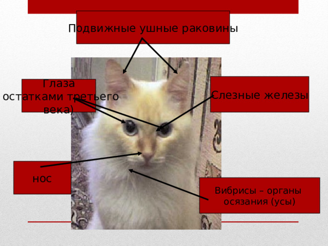 Подвижные ушные раковины Слезные железы Глаза ( остатками третьего века) нос Вибрисы – органы осязания (усы) 