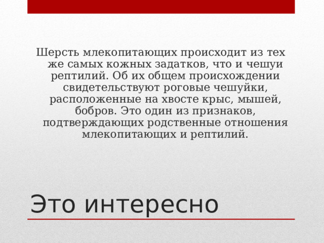 Шерсть млекопитающих происходит из тех же самых кожных задатков, что и чешуи рептилий. Об их общем происхождении свидетельствуют роговые чешуйки, расположенные на хвосте крыс, мышей, бобров. Это один из признаков, подтверждающих родственные отношения млекопитающих и рептилий. Это интересно 
