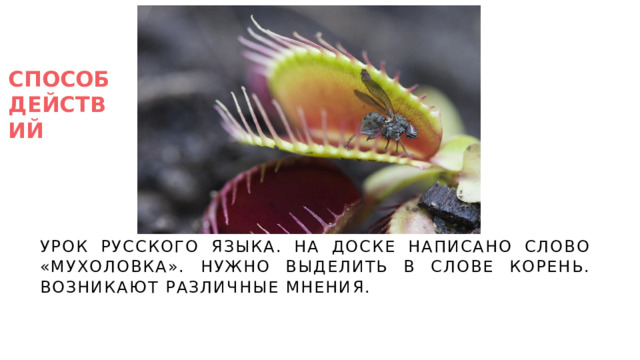 СПОСОБ ДЕЙСТВИЙ Урок русского языка. На доске написано слово «мухоловка». Нужно выделить в слове корень. Возникают различные мнения. 