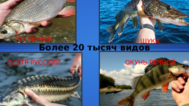 ЯЗЬ РЕЧНОЙ ЩУКА Более 20 тысяч видов ОСЕТР РУССКИЙ ОКУНЬ РЕЧНОЙ 