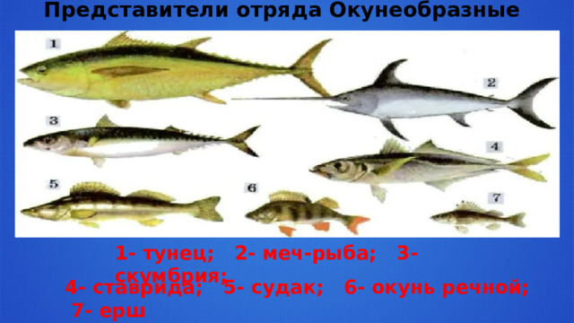 Представители отряда Окунеобразные 1- тунец; 2- меч-рыба; 3- скумбрия; 4- ставрида; 5- судак; 6- окунь речной; 7- ерш 
