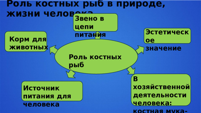 Роль костных рыб в природе, жизни человека Звено в цепи питания  Эстетическое значение Корм для животных Роль костных рыб В хозяйственной деятельности человека: костная мука- удобрение Источник питания для человека 
