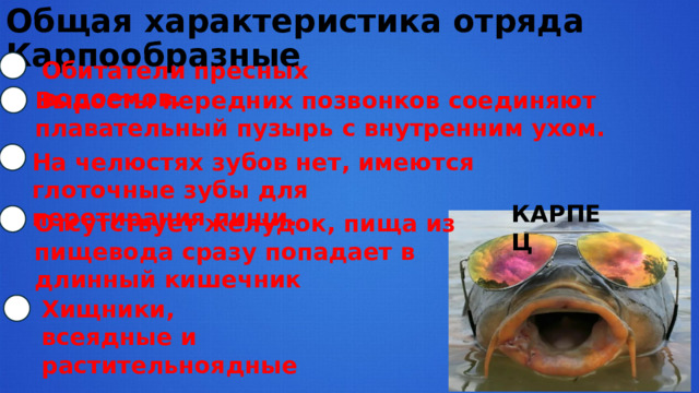 Общая характеристика отряда Карпообразные Обитатели пресных водоемов. Выросты передних позвонков соединяют плавательный пузырь с внутренним ухом. На челюстях зубов нет, имеются глоточные зубы для перетирания пищи. КАРПЕЦ Отсутствует желудок, пища из пищевода сразу попадает в длинный кишечник Хищники, всеядные и растительноядные. 