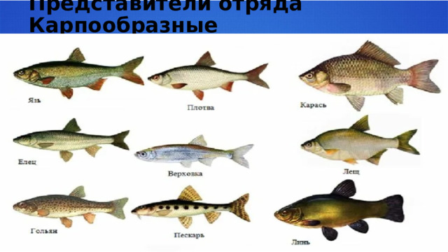 Представители отряда Карпообразные 