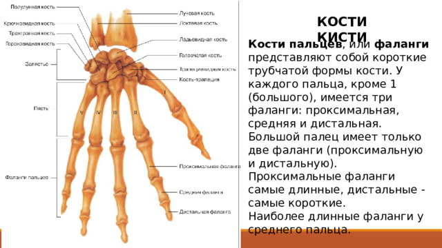 КОСТИ КИСТИ Кости пальцев , или фаланги представляют собой короткие трубчатой формы кости. У каждого пальца, кроме 1 (большого), имеется три фаланги: проксимальная, средняя и дистальная. Большой палец имеет только две фаланги (проксимальную и дистальную). Проксимальные фаланги самые длинные, дистальные - самые короткие. Наиболее длинные фаланги у среднего пальца.  