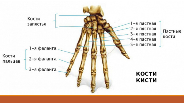 КОСТИ КИСТИ 