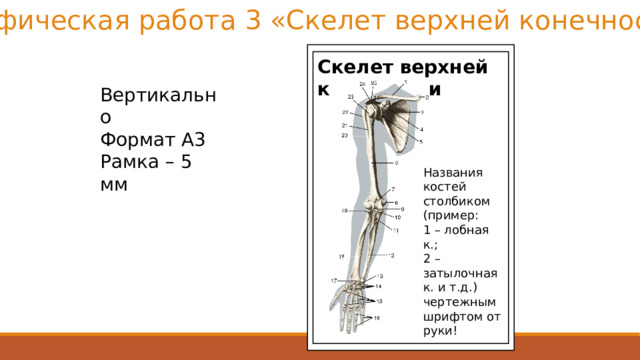 Графическая работа 3 «Скелет верхней конечности» Скелет верхней конечности Вертикально Формат А3 Рамка – 5 мм Названия костей столбиком (пример: 1 – лобная к.; 2 – затылочная к. и т.д.) чертежным шрифтом от руки! 