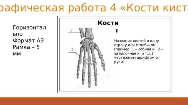 Графическая работа 4 «Кости кисти» Кости кисти Горизонтально Формат А3 Рамка – 5 мм 1 Названия костей в одну строку или столбиком (пример: 1 – лобная к.; 2 – затылочная к. и т.д.) чертежным шрифтом от руки! 2 