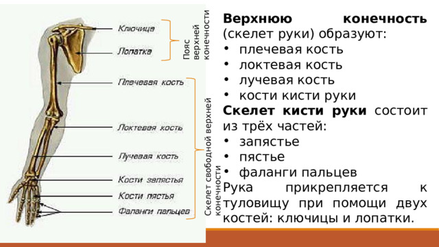 Пояс верхней конечности Верхнюю конечность (скелет руки) образуют: плечевая кость локтевая кость лучевая кость кости кисти руки Скелет кисти руки состоит из трёх частей: запястье пястье фаланги пальцев Рука прикрепляется к туловищу при помощи двух костей: ключицы и лопатки. Скелет свободной верхней конечности Верхняя конечность как орган труда в процессе филогенеза приобрела значительную подвижность. Наличие у человека ключицы  единственной кости, соединяющей верхнюю конечность с костями туловища, дает возможность производить более обширные движения. Помимо этого, кости свободной части верхней конечности подвижно сочленяются друг с другом, особенно в области предплечья и кисти, приспособленной к различным сложным видам труда. В скелете верхней и нижней конечностей человека выделяют пояс и свободную часть.  