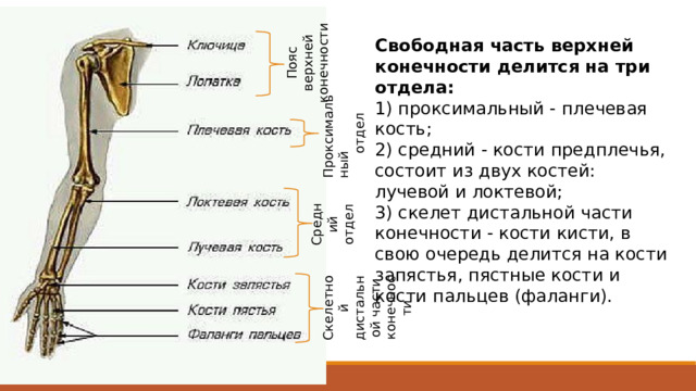 Пояс верхней конечности Свободная часть верхней конечности делится на три отдела: 1) проксимальный - плечевая кость; 2) средний - кости предплечья, состоит из двух костей: лучевой и локтевой; 3) скелет дистальной части конечности - кости кисти, в свою очередь делится на кости запястья, пястные кости и кости пальцев (фаланги). Проксимальный отдел Средний отдел В скелете верхней и нижней конечностей человека выделяют пояс и свободную часть. Проксимальный (proximalis) — находящийся ближе к месту начала или прикрепления анатомической структуры. Дистальный (distalis) — находящийся дальше от места начала или прикрепления анатомической структуры. Скелетной дистальной части конечности  