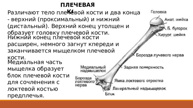 ПЛЕЧЕВАЯ КОСТЬ Различают тело плечевой кости и два конца - верхний (проксимальный) и нижний (дистальный). Верхний конец утолщен и образует головку плечевой кости. Нижний конец плечевой кости расширен, немного загнут кпереди и заканчивается мыщелком плечевой кости. Медиальная часть мыщелка образует блок плечевой кости для сочленения с локтевой костью предплечья. Плечевая кость относится к типичным длинным трубчатым костям.  