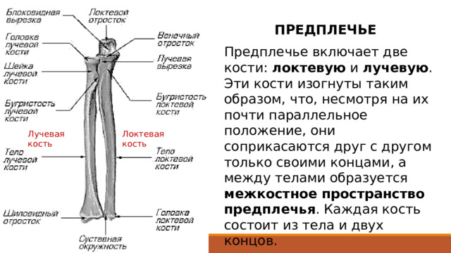 ПРЕДПЛЕЧЬЕ Предплечье включает две кости: локтевую и лучевую . Эти кости изогнуты таким образом, что, несмотря на их почти параллельное положение, они соприкасаются друг с другом только своими концами, а между телами образуется межкостное пространство предплечья . Каждая кость состоит из тела и двух концов. Лучевая кость Локтевая кость Локтевая кость - ее верхний (проксимальный) конец утолщен, на нем находится блоковидная вырезка, предназначенная для сочленения с блоком плечевой кости. Блоковидная вырезка заканчивается двумя отростками: более массивным задним - это локтевой отросток, и небольшого размера передним венечным отростком. Лучевая кость - на проксимальном, менее объемистом конце кости находится головка лучевой кости, с плоским углублением - суставной ямкой, для сочленения с головкой мыщелка плечевой кости.  