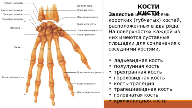 КОСТИ КИСТИ Запястье имеет восемь коротких (губчатых) костей, расположенных в два ряда. На поверхностях каждой из них имеются суставные площадки для сочленения с соседними костями.  ладьевидная кость полулунная кость трехгранная кость гороховидная кость кость-трапеция трапециевидная кость головчатая кость крючковидная кость В первом верхнем (проксимальном) ряду, если рассматривать в медиальном направлении, находятся следующие кости: ладьевидная, полулунная, трехгранная и гороховидная. Нижний (дистальный) ряд составляют следующие кости: кость-трапеция, трапециевидная, головчатая и крючковидная. На поверхностях каждой из них имеются суставные площадки для сочленения с соседними костями. Кости запястья лежат в два ряда и образуют костный свод, выпуклая сторона которого обращена кзади, а вогнутая  кпереди.  