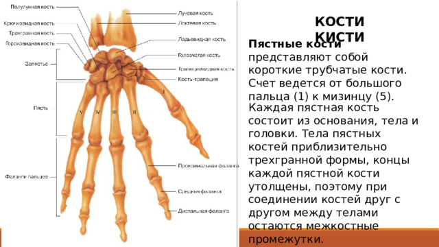 КОСТИ КИСТИ Пястные кости представляют собой короткие трубчатые кости. Счет ведется от большого пальца (1) к мизинцу (5). Каждая пястная кость состоит из основания, тела и головки. Тела пястных костей приблизительно трехгранной формы, концы каждой пястной кости утолщены, поэтому при соединении костей друг с другом между телами остаются межкостные промежутки.  