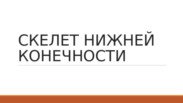 СКЕЛЕТ НИЖНЕЙ КОНЕЧНОСТИ 