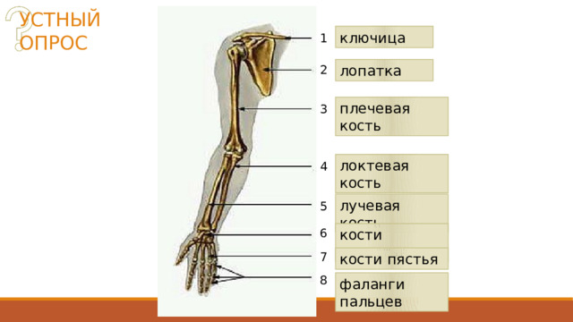 УСТНЫЙ ОПРОС ключица 1 лопатка 2 плечевая кость 3 локтевая кость 4 лучевая кость 5 6 кости запястья 7 кости пястья 8 фаланги пальцев  