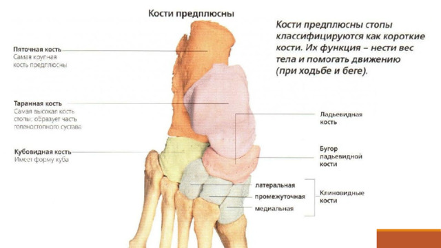 Кости предплюсны и плюсны не лежат в одной плоскости. Таранная кость расположена на пяточной, а ладьевидная  выше пяточной и кубовидной. Кости медиального края предплюсны приподняты по сравнению с ее латеральным краем. При таком взаиморасположении костей стопы формируются ее своды, которые обеспечивают пружинящую опору для нижней конечности.  
