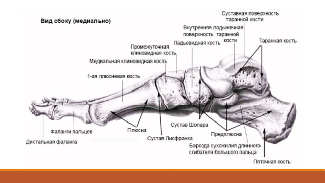Фактически стопа опирается на землю только в нескольких точках: сзади - это бугор пяточной кости, спереди - головки плюсневых костей, преимущественно 2 и 5. Фаланги только слегка касаются земли.  