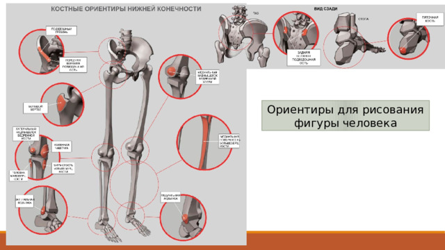 Ориентиры для рисования фигуры человека Ориентиры для рисования фигуры человека, т.е. те точки, которые видны при рисовании человека. Они могут использоваться для правильного построения фигуры как опорные точки, при измерении пропорций.  