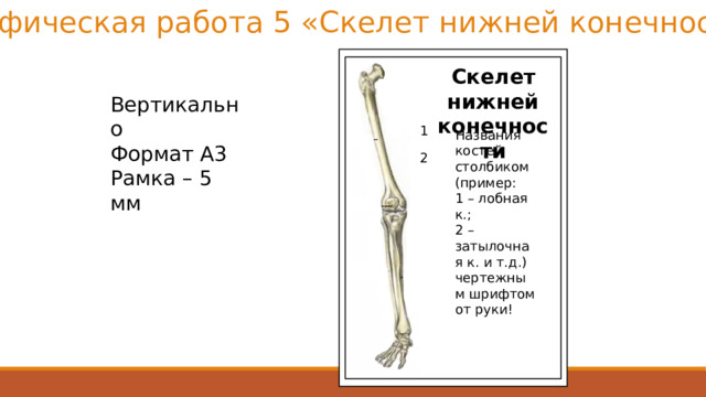Графическая работа 5 «Скелет нижней конечности» Скелет нижней конечности Вертикально Формат А3 Рамка – 5 мм 1 Названия костей столбиком (пример: 1 – лобная к.; 2 – затылочная к. и т.д.) чертежным шрифтом от руки! 2 