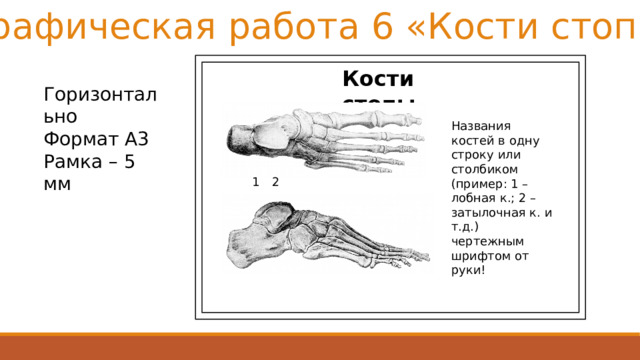 Графическая работа 6 «Кости стопы» Кости стопы Горизонтально Формат А3 Рамка – 5 мм Названия костей в одну строку или столбиком (пример: 1 – лобная к.; 2 – затылочная к. и т.д.) чертежным шрифтом от руки! 1 2 