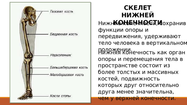 СКЕЛЕТ НИЖНЕЙ КОНЕЧНОСТИ Нижние конечности, сохранив функции опоры и передвижения, удерживают тело человека в вертикальном положении. Нижняя конечность как орган опоры и перемещения тела в пространстве состоит из более толстых и массивных костей, подвижность которых друг относительно друга менее значительна, чем у верхней конечности.  