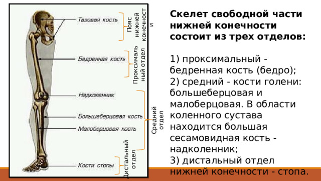 Пояс нижней конечности Скелет свободной части нижней конечности состоит из трех отделов: 1) проксимальный - бедренная кость (бедро); 2) средний - кости голени: большеберцовая и малоберцовая. В области коленного сустава находится большая сесамовидная кость - надколенник; 3) дистальный отдел нижней конечности - стопа. Проксимальный отдел Средний отдел Сесамовидные кости   —  кости , расположенные в толще  сухожилий  и обычно лежащие на поверхности других костей. Сесамовидные кости отмечаются в областях, где сухожилия перекидываются через  суставы  (например, в области  запястья ,  коленного сустава ,  стопы ). Сесамовидные кости обеспечивают защиту сухожилий и удерживают сухожилия в некотором отдалении от центра сустава. Дистальный отдел  