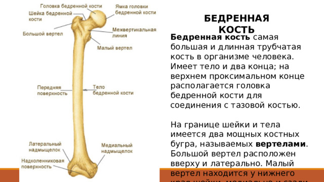 БЕДРЕННАЯ КОСТЬ Бедренная кость самая большая и длинная трубчатая кость в организме человека. Имеет тело и два конца; на верхнем проксимальном конце располагается головка бедренной кости для соединения с тазовой костью. На границе шейки и тела имеется два мощных костных бугра, называемых вертелами . Большой вертел расположен вверху и латерально. Малый вертел находится у нижнего края шейки, медиально и сзади. Самая длинная кость в теле человека, примерно ¼ от роста человека. Бедренная кость в естественном положении наклонена так, что ее нижний конец находится ближе к срединной линии, чем верхний.  