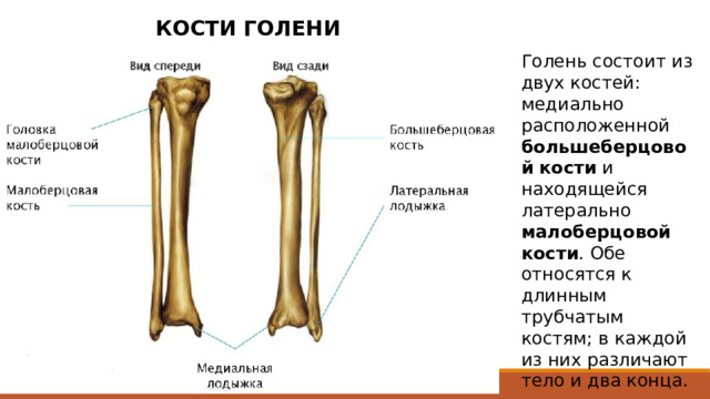 КОСТИ ГОЛЕНИ Голень состоит из двух костей: медиально расположенной большеберцовой  кости и находящейся латерально малоберцовой кости . Обе относятся к длинным трубчатым костям; в каждой из них различают тело и два конца. Между костями находится межкостное пространство голени. Большеберцовая кость. По длине эта кость занимает второе место в скелете человека и является наиболее толстой костью голени. Малоберцовая кость. Эта кость значительно тоньше большеберцовой и почти одинаковой с ней длины.  
