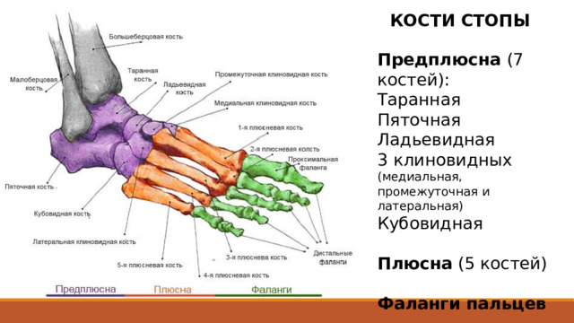КОСТИ СТОПЫ Предплюсна (7 костей): Таранная Пяточная Ладьевидная 3 клиновидных (медиальная, промежуточная и латеральная) Кубовидная Плюсна (5 костей) Фаланги пальцев Плюсневые кости представляют собой пять трубчатых коротких костей. Как и в пястных костях, выделяют тело плюсневой кости, головку и основание. Тела плюсневых костей имеют призматическую форму с выпуклостью, обращенной в тыльную сторону. Фаланги  (пальцы) стопы отличаются от костей пальцев кисти своими размерами - они значительно короче. У пальцев стопы, так же как и на кисти, имеются проксимальная фаланга, средняя фаланга и дистальная фаланга. Исключение составляет большой палец (1 палец), скелет которого состоит из двух фаланг: проксимальной и дистальной.  